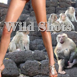 Wild Shots strip mobile game